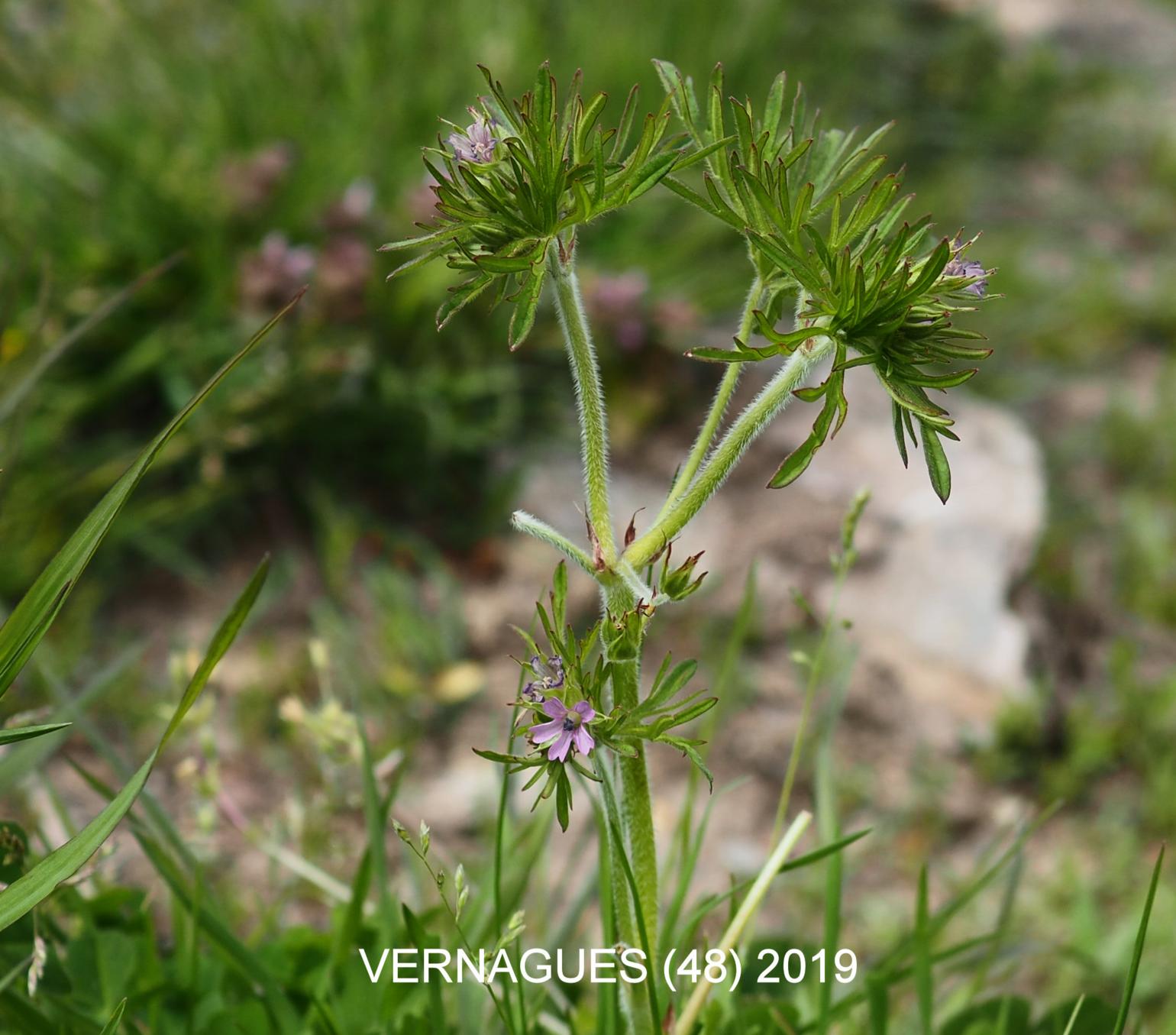 Cranesbill, Mountain